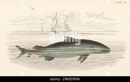 Requin pèlerin en voie de disparition, Cetorhinus maximus. Gravure sur acier colorée à la main par William Lizars d'après une illustration de James Stewart de Sir William Jardine's Library, Ichthyology, British Fishes, W.H. Lizars, Édimbourg, 1843. Banque D'Images