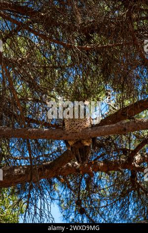 Muticus de paon vert avec son plumage vert métallique irisé perché sur la branche d'un pin dans le parc des préparées Jardins du château de George i. Banque D'Images