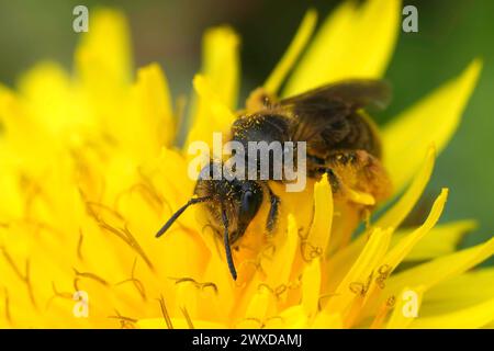 Gros plan naturel sur une abeille minière femelle rare, Andrena humilis assis dans une fleur de pissenlit jaune, Taraxacum officinale Banque D'Images