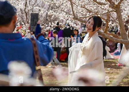 Kuqa, la région autonome ouïgur du Xinjiang en Chine. 30 mars 2024. Un touriste pose pour des photos devant des fleurs d'abricot en fleurs lors d'un événement culturel et touristique qui s'est tenu dans la ville de Yaha dans le comté de Kuqa, dans la région autonome ouïgur du Xinjiang, au nord-ouest de la Chine, le 30 mars 2024. Ces dernières années, les autorités locales de Kuqa ont vigoureusement encouragé la plantation d'abricots à grande échelle et normalisée afin d'accroître les revenus des villageois locaux. Crédit : Ding Lei/Xinhua/Alamy Live News Banque D'Images