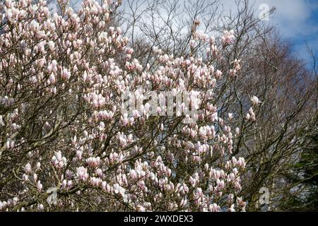 Un arbre Magnolia Soulangeana mature en pleine floraison au soleil de printemps dans un jardin anglais Banque D'Images