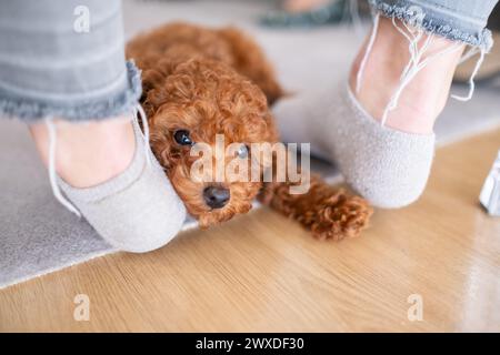 portrait d'un chiot jouet caniche bronzé regardant directement la caméra entre les pieds de son propriétaire. Il repose son visage sur le pied de son maître. Protection et frites Banque D'Images