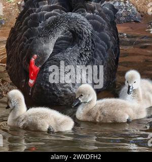 Dawlish, Devon, Royaume-Uni. 30 mars 2024. Cygnets de cygnes noirs moelleux à Dawlish, Devon, Royaume-Uni. Crédit nidpor Banque D'Images