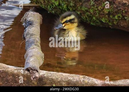 Dawlish, Devon, Royaume-Uni. 30 mars 2024. Caneton nouveau-né moelleux à Dawlish, Devon, Royaume-Uni. Crédit : Nidpor/Alamy Live News Banque D'Images