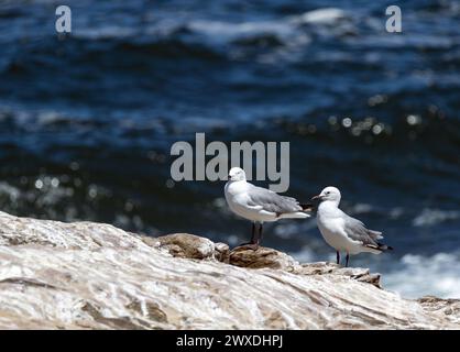 Goéland Hartlaubs (Chroicocephalus hartlaubii). Deux mouettes (Larus) deux oiseaux de couple se tiennent sur la pierre sur le fond de l'océan bleu ou de la mer. Afrique du Sud Banque D'Images