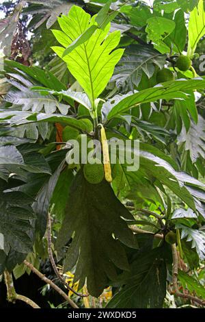 Le Breadnut, Artocarpus camansi, Moraceae. Costa Rica. Le Breadnut, Artocarpus camansi, est un arbre de taille moyenne trouvé dans la famille des mûriers Moraceae Banque D'Images