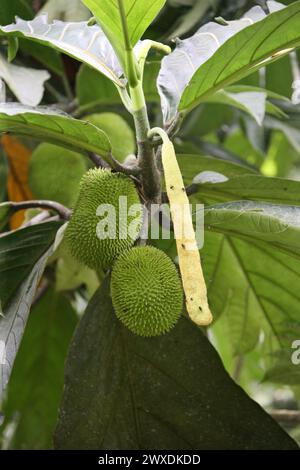 Le Breadnut, Artocarpus camansi, Moraceae. Costa Rica. Le Breadnut, Artocarpus camansi, est un arbre de taille moyenne trouvé dans la famille des mûriers Moraceae Banque D'Images