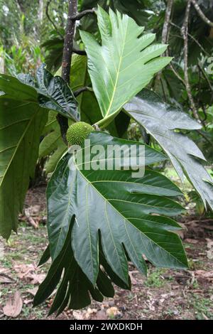 Le Breadnut, Artocarpus camansi, Moraceae. Costa Rica. Le Breadnut, Artocarpus camansi, est un arbre de taille moyenne trouvé dans la famille des mûriers Moraceae Banque D'Images