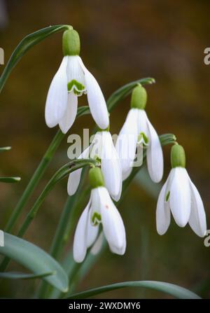 Snowdrop, ou Galanthus, est un petit genre d'environ 20 espèces de plantes herbacées vivaces bulbeuses de la famille des Amaryllidaceae Banque D'Images