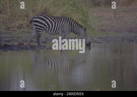 Zebra boit au Waterhole Banque D'Images