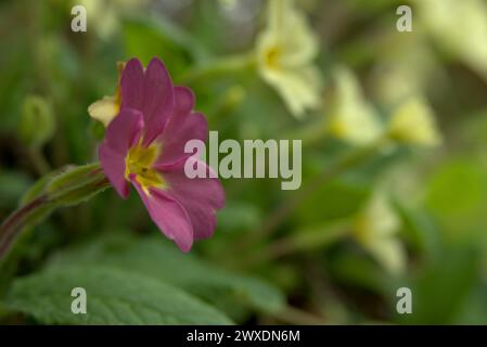 Springtime Purple Primrose, Royaume-Uni Banque D'Images