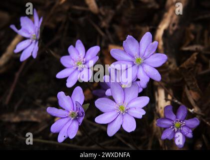 Hepatica nobilis, Anemone hepatica, hepatica commune, Liverwort, Liverleaf, kidneywort, ou pennywort Banque D'Images