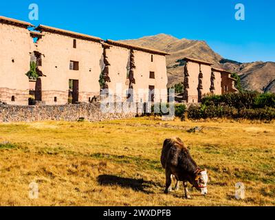 Mur central du temple de Wiracocha avec vache de pâturage au premier plan, site archéologique de Raqchi, région de Cusco, Pérou Banque D'Images