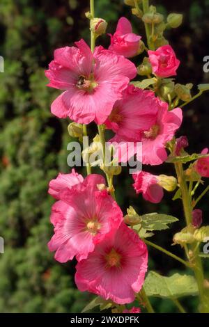 Hollyhock resp. Alcea rosea, Rhénanie, Allemagne Banque D'Images