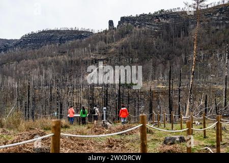 Hrensko, République tchèque. 29 mars 2024. Les touristes regardent la porte de Pravcicka dans le site des brûlures après le grand incendie de 2022 dans le parc national de la Suisse tchèque, district de Decin, région d'Usti nad Labem, République tchèque, le 29 mars 2024. Crédit : Ondrej Hajek/CTK photo/Alamy Live News Banque D'Images