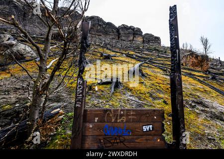 Hrensko, République tchèque. 29 mars 2024. Site incendié à Dlouhy dul dans le site incendié après le grand incendie de 2022 dans le parc national de la Suisse tchèque, district de Decin, région d'Usti nad Labem, République tchèque, 29 mars 2024. Crédit : Ondrej Hajek/CTK photo/Alamy Live News Banque D'Images