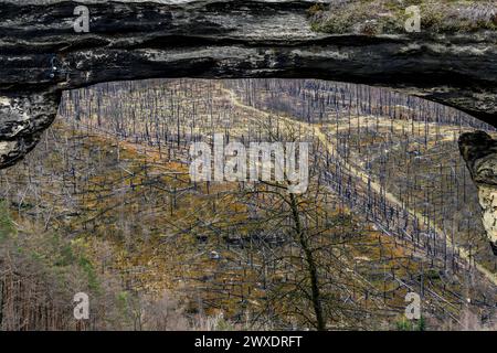 Hrensko, République tchèque. 29 mars 2024. Vue à travers la porte de Pravcicka jusqu'à un site incendié après le grand incendie de 2022 dans le parc national de la Suisse tchèque, district de Decin, région d'Usti nad Labem, République tchèque, 29 mars 2024. Crédit : Ondrej Hajek/CTK photo/Alamy Live News Banque D'Images