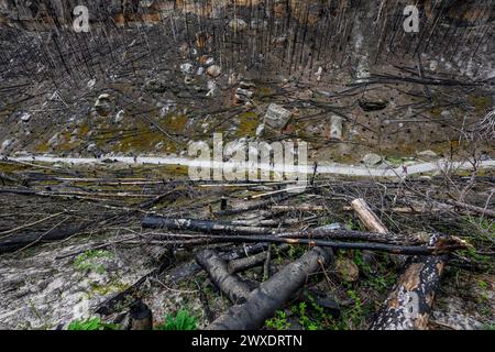 Hrensko, République tchèque. 29 mars 2024. Les randonneurs marchant le long du sentier à Dlouhy dul dans le site des brûlés après le grand incendie de 2022 dans le parc national de la Suisse tchèque, district de Decin, région d'Usti nad Labem, République tchèque, le 29 mars 2024. Crédit : Ondrej Hajek/CTK photo/Alamy Live News Banque D'Images