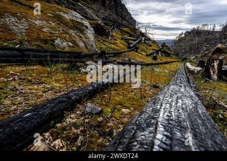 Hrensko, République tchèque. 29 mars 2024. Végétation croissante près du sentier à Dlouhy dul dans le site des brûlés après le grand incendie de 2022 dans le parc national de la Suisse tchèque, district de Decin, région d'Usti nad Labem, République tchèque, 29 mars 2024. Crédit : Ondrej Hajek/CTK photo/Alamy Live News Banque D'Images