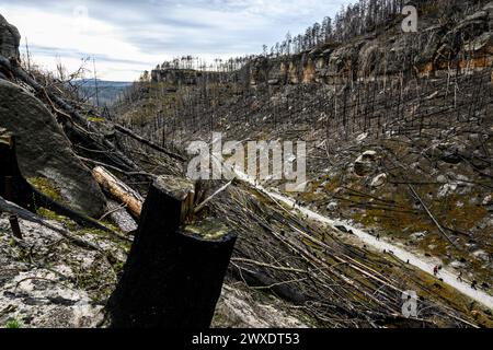 Hrensko, République tchèque. 29 mars 2024. Les randonneurs marchant le long du sentier à Dlouhy dul dans le site des brûlés après le grand incendie de 2022 dans le parc national de la Suisse tchèque, district de Decin, région d'Usti nad Labem, République tchèque, le 29 mars 2024. Crédit : Ondrej Hajek/CTK photo/Alamy Live News Banque D'Images