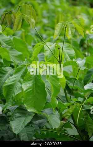 Tabebuia caraiba (Tabebuia aurea, trompette des Caraïbes, trompette argentée, arbre d'or) avec un fond naturel. Banque D'Images