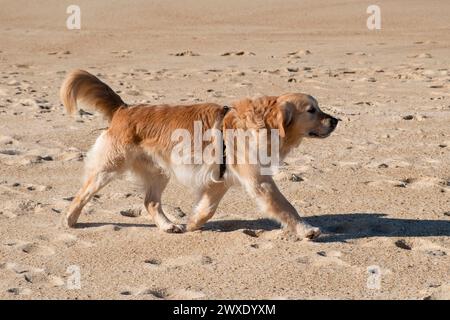 Beau Labrador doré avec une laisse court le long de la plage avec sa queue levée par une journée ensoleillée Banque D'Images