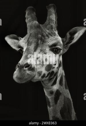 Portrait noir et blanc d'une girafe gros plan sur un fond noir isolé Banque D'Images
