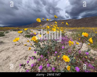 Fleurs du désert Superbloom dans le parc d'État du désert d'Anza-Borrego, comté de San Diego, Californie, États-Unis Banque D'Images