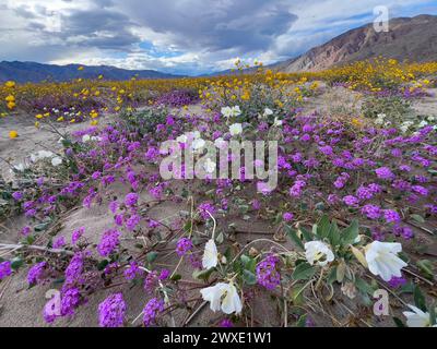 Fleurs du désert Superbloom dans le parc d'État du désert d'Anza-Borrego, comté de San Diego, Californie, États-Unis Banque D'Images