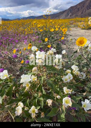 Fleurs du désert Superbloom dans le parc d'État du désert d'Anza-Borrego, comté de San Diego, Californie, États-Unis Banque D'Images