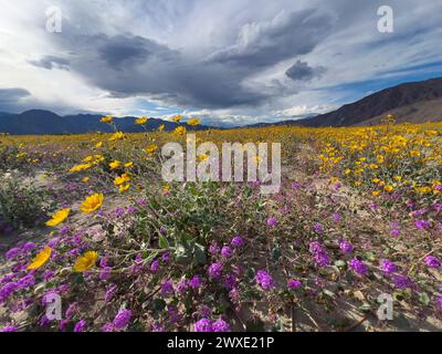 Fleurs du désert Superbloom dans le parc d'État du désert d'Anza-Borrego, comté de San Diego, Californie, États-Unis Banque D'Images