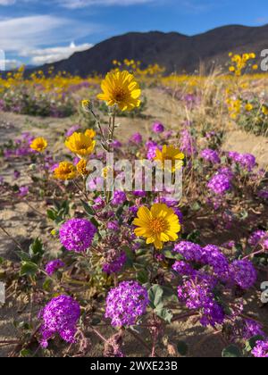 Fleurs du désert Superbloom dans le parc d'État du désert d'Anza-Borrego, comté de San Diego, Californie, États-Unis Banque D'Images