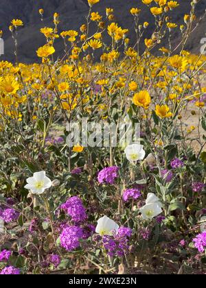 Fleurs du désert Superbloom dans le parc d'État du désert d'Anza-Borrego, comté de San Diego, Californie, États-Unis Banque D'Images