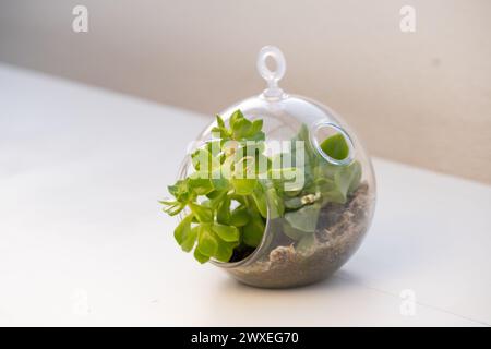 Détail d'un terrarium végétal naturel avec Micro Habitat Glass Ball sur un fond doux neutre. Protection de la planète et durabilité pour la maison ou le bureau Banque D'Images