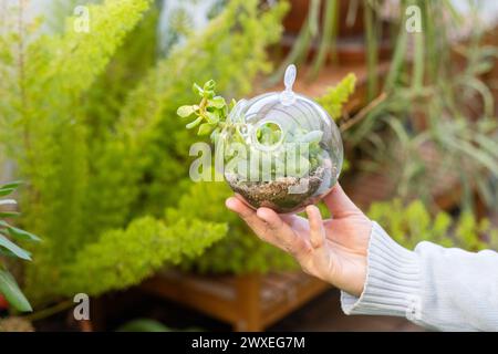 Terrarium végétal naturel avec Micro Habitat Glass Ball sur un fond doux neutre. Protection de la planète et durabilité pour la maison ou le bureau Banque D'Images