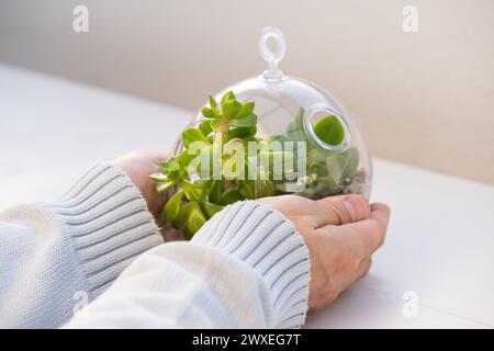 Détail des mains d'un homme tiennent soigneusement un terrarium végétal naturel avec Micro Habitat Glass Ball sur un fond doux neutre. Planet Care a Banque D'Images