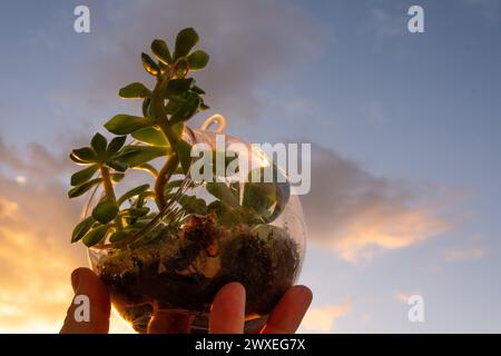 Terrarium végétal naturel avec Micro Habitat Glass Ball sur un fond doux neutre. Protection de la planète et durabilité pour la maison ou le bureau Banque D'Images