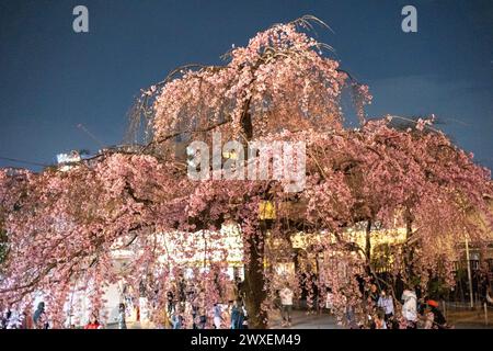 Tokyo, Japon. 30 mars 2024. Les premières fleurs de cerisiers commencent à fleurir près du temple Senso-ji au Japon, car les arbres de sakura de cette année fleurissent exceptionnellement tard par rapport aux dernières années. Crédit : Marcin Nowak/Alamy Live News Banque D'Images