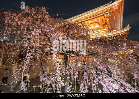 Tokyo, Japon. 30 mars 2024. Les premières fleurs de cerisiers commencent à fleurir près du temple Senso-ji au Japon, car les arbres de sakura de cette année fleurissent exceptionnellement tard par rapport aux dernières années. Crédit : Marcin Nowak/Alamy Live News Banque D'Images