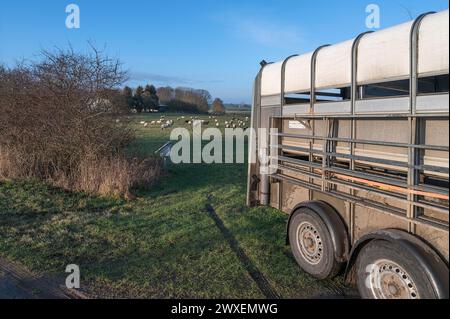 Remorque de transport à deux étages pour moutons, derrière le troupeau de moutons sur le pâturage, Mecklenburg-Vorpommern, Allemagne Banque D'Images