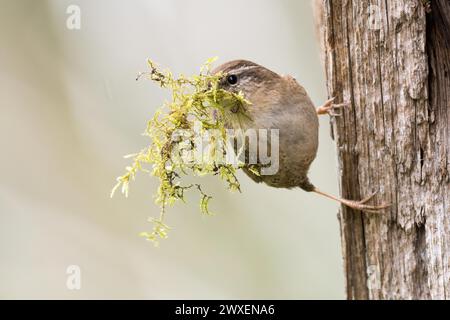 Averne eurasienne (troglodytes troglodytes) tenant de la mousse verte, matériau de nidification, dans son bec et debout sur un tronc d'arbre, Hesse, Allemagne Banque D'Images