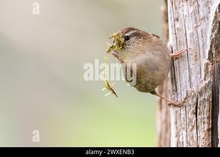 Averne eurasienne (troglodytes troglodytes) tenant de la mousse verte, matériau de nidification, dans son bec et debout sur un tronc d'arbre, Hesse, Allemagne Banque D'Images