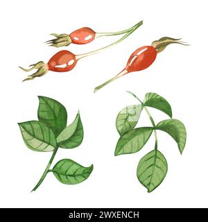 Ensemble d'illustrations aquarelles. Hanches roses, feuilles de hanches roses, hanches roses rouges dessinées à la main à l'aquarelle sur fond blanc. Convient pour l'impression Banque D'Images