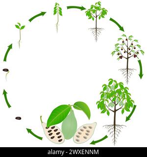 Cycle de vie de asimina triloba la plante pawpaw sur fond blanc. Illustration de Vecteur