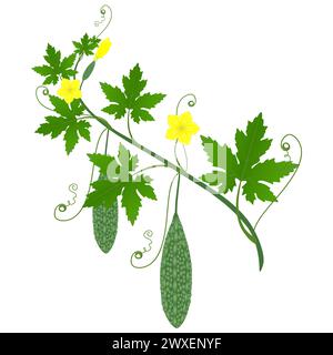 Momordica charantia melon amer avec des fruits et des fleurs sur une branche avec des feuilles. Illustration de Vecteur