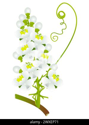 Fleurs de guarana Paullinia cupana sur fond blanc. Illustration de Vecteur