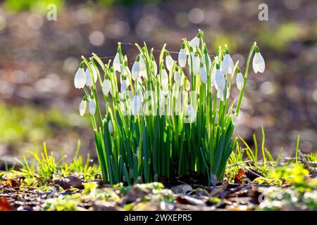 Chute de neige ou gouttes de neige (galanthus nivalis), gros plan d'une grappe isolée de la plante printanière poussant dans un cadre boisé, rétroéclairé par un soleil bas. Banque D'Images