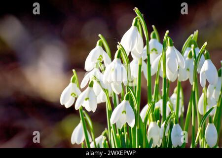 Chute de neige ou gouttes de neige (galanthus nivalis), gros plan d'une grappe isolée de la plante printanière poussant dans un cadre boisé, rétroéclairé par un soleil bas. Banque D'Images