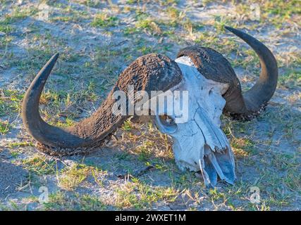 Cape Buffalo Skull dans le Veldt dans le delta de l'Okavango au Botswana Banque D'Images