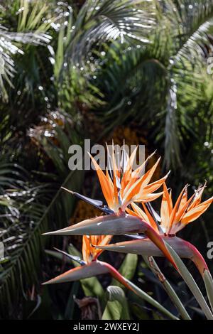 Fleurs africaines. Strelitzia reginae, oiseau du Paradis fleurit sur fond de colline et de ciel bleu. Flore sud-africaine. Création étonnante de la nature, plante de fleur, papier peint botanique, fond de palmier Banque D'Images